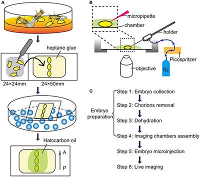 A Novel Method to Image Macropinocytosis in Vivo